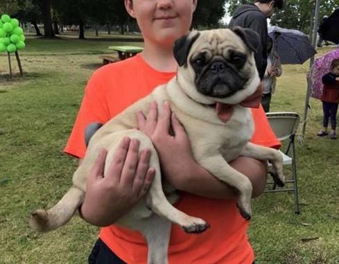 最适合家庭养的小型犬非常好养，盘点十种优秀的家庭犬种