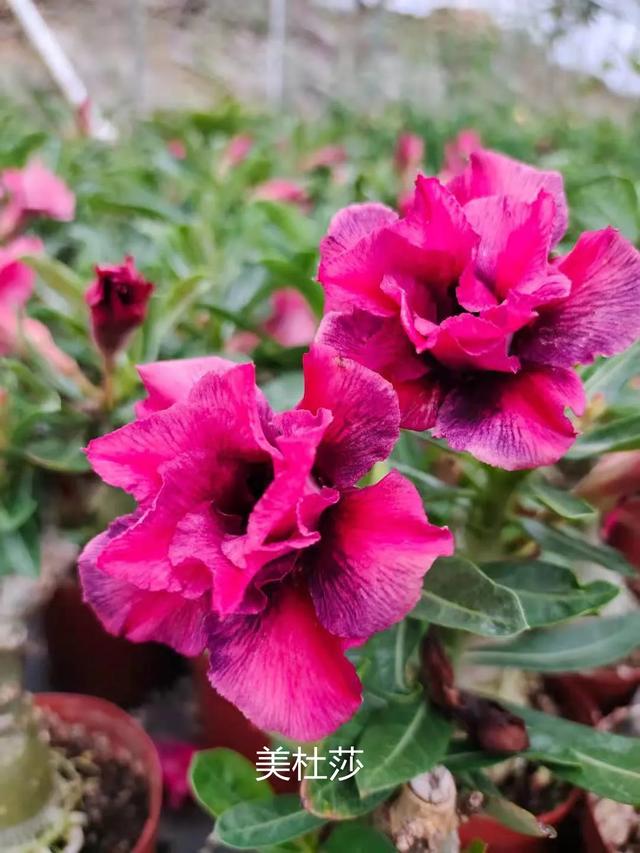 沙漠玫瑰怎么养，沙漠玫瑰的养殖方法多久能开花（真正会养的只需做5点）