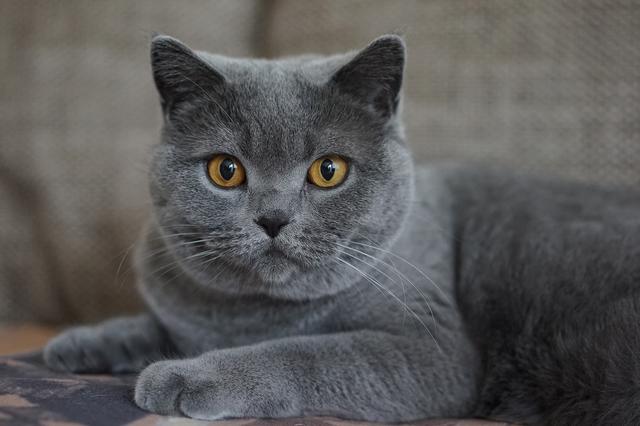 猫可以活多少年，猫咪最长可以活多少岁