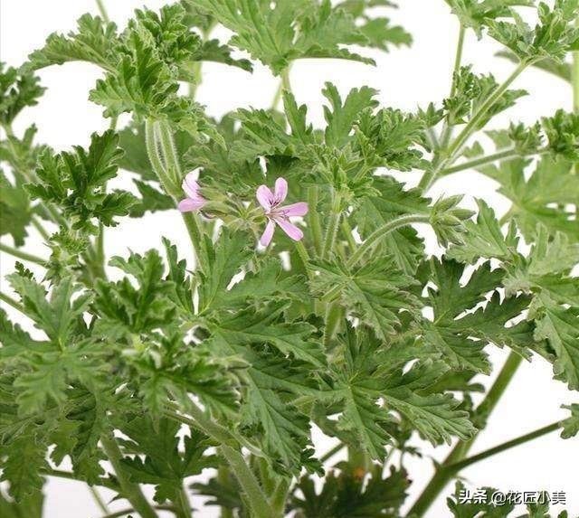 总说天竺葵有毒，天竺葵室内养有毒没