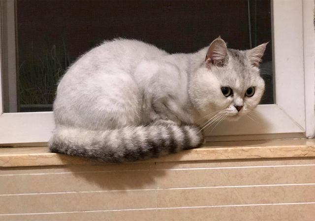 猫粮糖尿病(猫糖尿病处方粮吃哪款比较好)