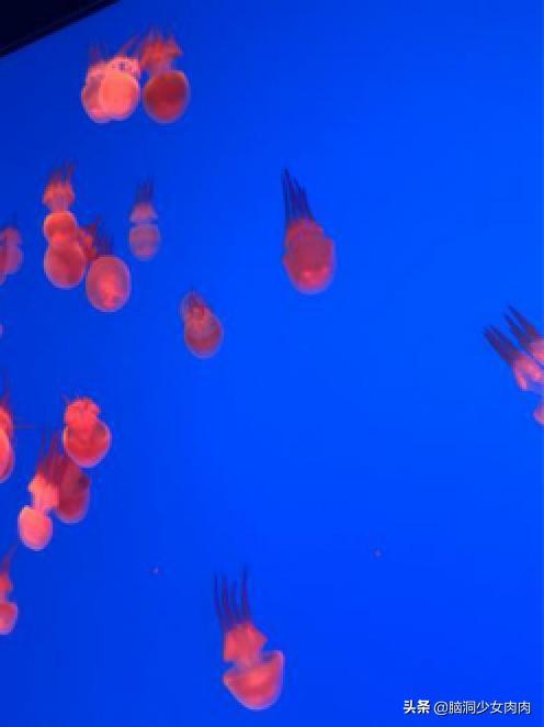 上海海洋水族馆，上海海洋水族馆简介（上海海洋水族馆之旅暨神奇鱼类在哪里）