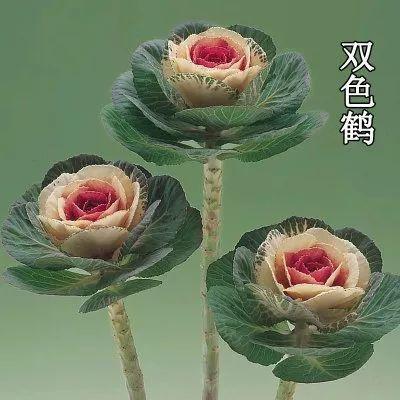 冬天比较耐冻的花，这花冬天不怕冷