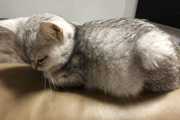 猫传腹早期症状，猫咪得传腹有什么症状（可能是得了“猫传腹”）