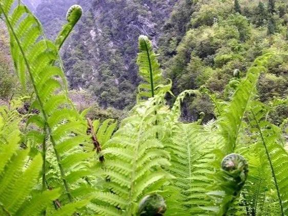 农村100种野菜图片，农村100种常见野菜（让你轻松认识各种野菜和吃法）