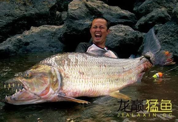 史上最大的淡水鱼类，湄公河捕获600斤黄貂鱼