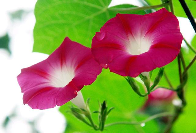 一朝看尽长安花，一日看尽长安花全诗及赏析