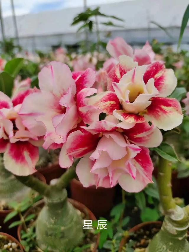 沙漠玫瑰怎么养，沙漠玫瑰的养殖方法多久能开花（真正会养的只需做5点）