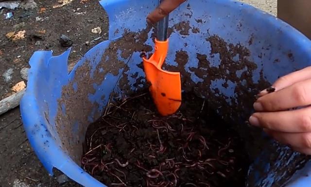钓鱼者如何在家中养蚯蚓，小妹教你养蚯蚓