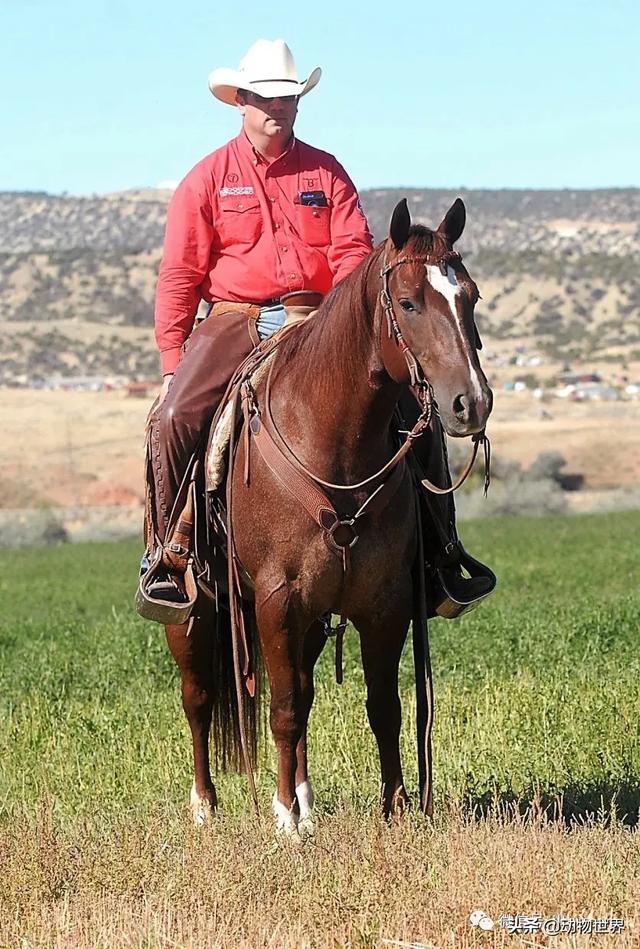 世界十大品种名马，世界上最强的五种马