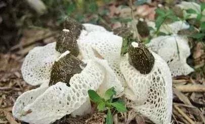 镇巴赤南有名小吃，镇巴九大地方特色小吃