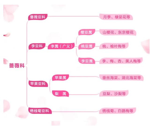 杏花桃花几月份开，2023北京赏花攻略