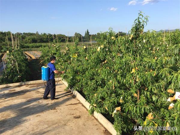 桃树全年施肥表，桃子树什么时候施肥