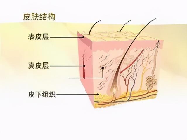 皮肤结构模型详解，皮肤的结构分析