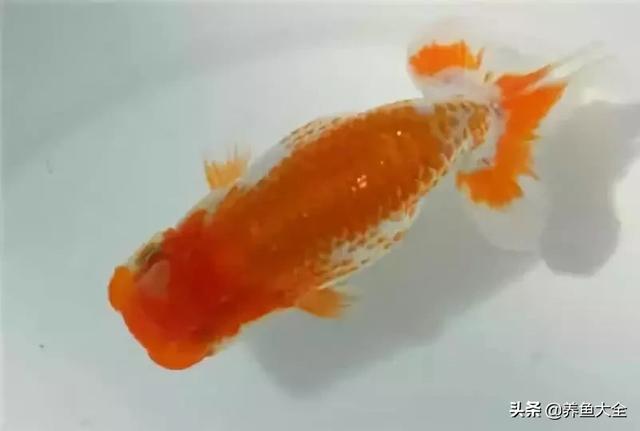 兰寿金鱼图鉴大全，金鱼品种大全之蛋种金鱼