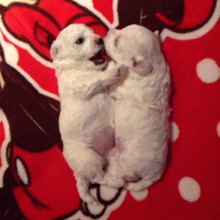 阿拉斯加犬小时候，狗一般有几个月就长成大狗了（毛茸茸的一团太可爱了吧）