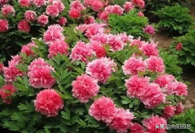 各国的国花是哪些花卉，几个国家的国花，哪个最好看