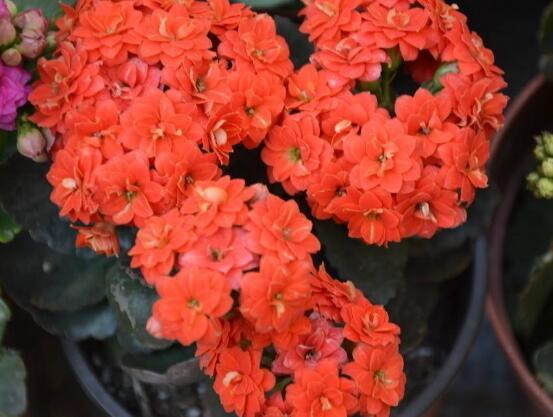 长寿花放卧室里养好吗，长寿花可以放入卧室养吗