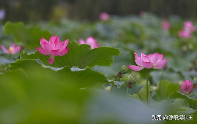 德阳周边春天赏花的地方，寻觅德阳周边最美