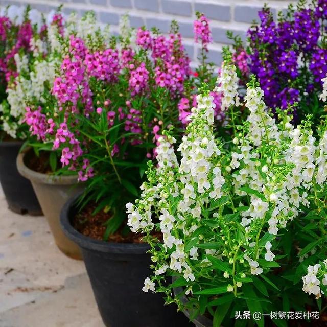 秋天有什么花容易养又好看，这20种花建议选几个