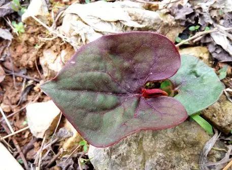 儿菜的食用方法，儿菜怎么吃这8种四川人冬季最爱的蔬菜