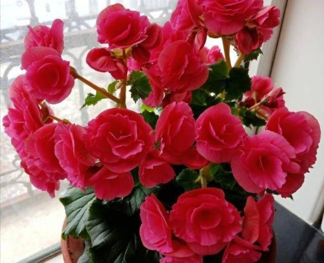 耐阴最好养的花卉，这30种耐阴花