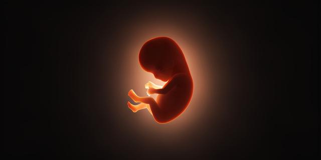世界首例体细胞克隆猴，中国科学家创建世界首例生物节律紊乱体细胞克隆猴模型