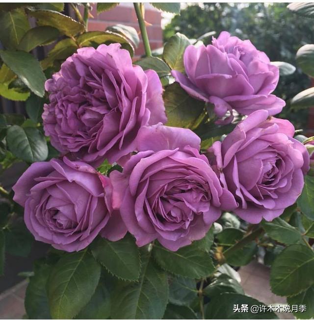 花色鲜艳又浓香的月季品种，浓香四溢的6款月季