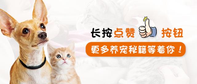 如何分辨猫咪的眼睛有没有瞎，猫咪真的能看见诡异的东西吗