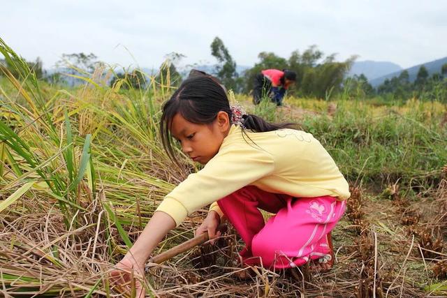 金猪年是哪一年，俗话说的猪年是哪年