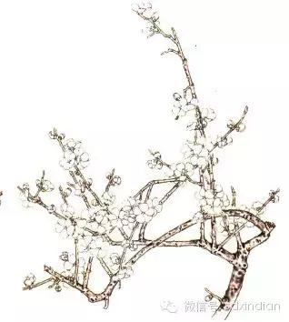 国画墨桃花画法教程，大家一起学画国画