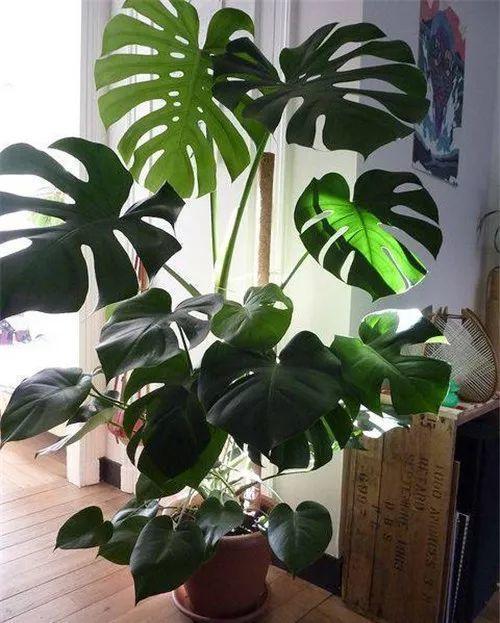 龟背竹的水养方法和注意事项，养龟背竹用对土