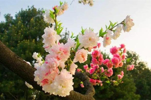 纳兰性德意境很美的诗，10首经典《如梦令》