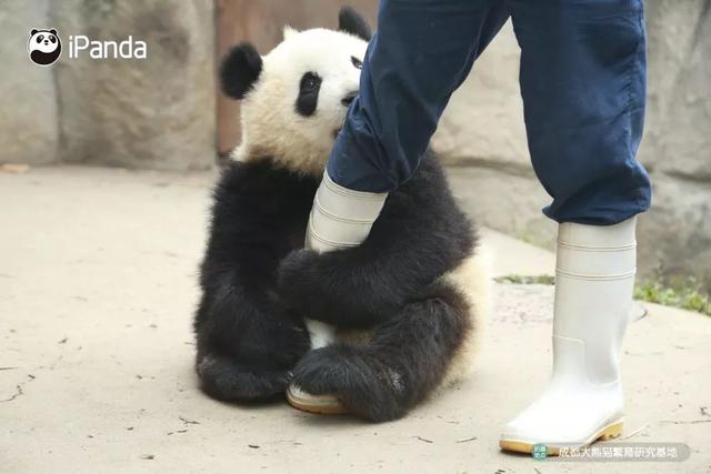 papitube，papitube怎么可以加入