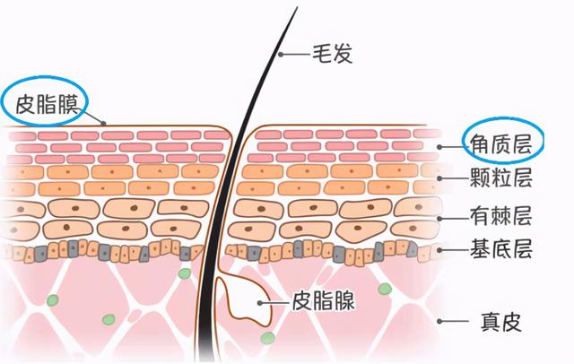 果酸糖尿病(果酸和果糖)