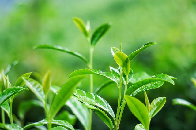 怎么正确泡龙井茶，但你知道怎样泡吗