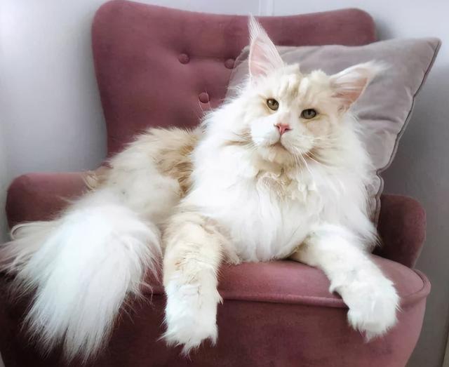 最不建议养的10种猫，这几种猫越养越心累