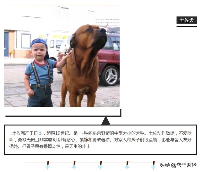 恶霸犬是烈性犬吗，烈性犬都有哪几种（彪悍的外表下竟是一颗温柔的心）