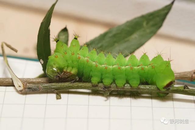 有哪些常见的飞蛾，自然记录蛾生一瞬