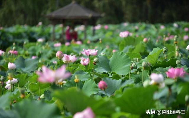 德阳周边春天赏花的地方，寻觅德阳周边最美