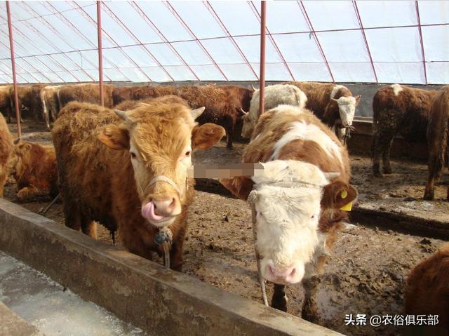 都爱养这5种黄牛，农村养肉牛还是养土黄牛好