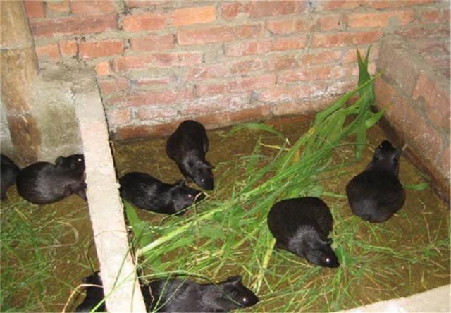 豚鼠怎么饲养最好，可爱的黑豚鼠好养吗