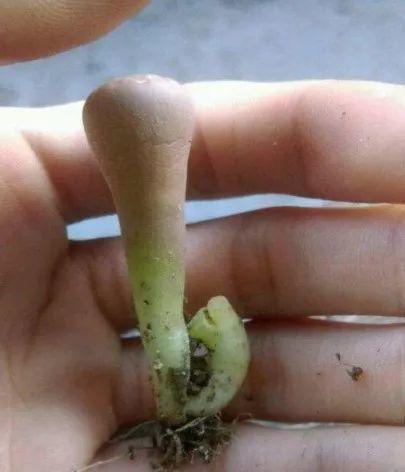 养着省心颜值高又爱长爆盆的多肉，这些多肉大普货