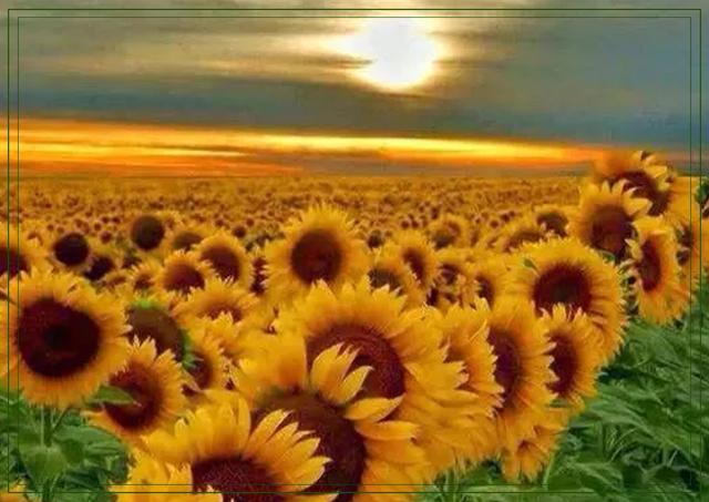 傲阳的诗句大全，倾阳丹心独自在