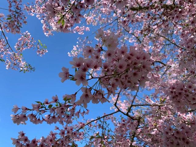 樱花烂漫几多时最新日本赏樱攻略，岁岁樱花树树春