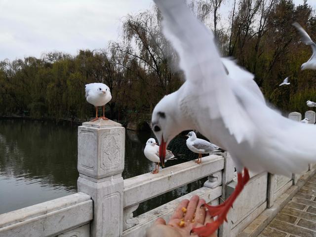昆明海鸥最佳观赏地，去海埂大坝看海鸥前