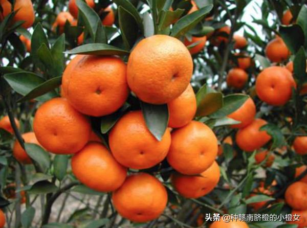 橙子和桔子的区别，橘桔柑橙傻傻分不清（橙橘柑桔的区别）