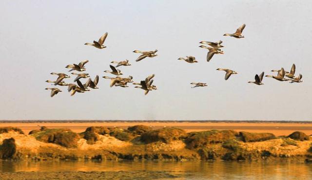 鸿雁在诗中表达的意象，古诗词中的鸿雁
