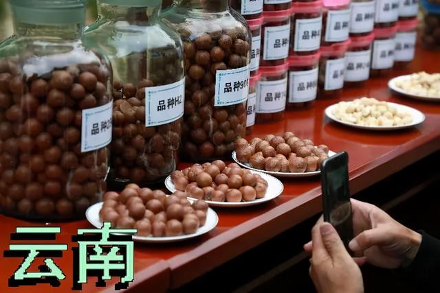 夏威夷果长什么样，原来夏威夷果是长这样的（夏威夷果：“名不副实”的坚果）