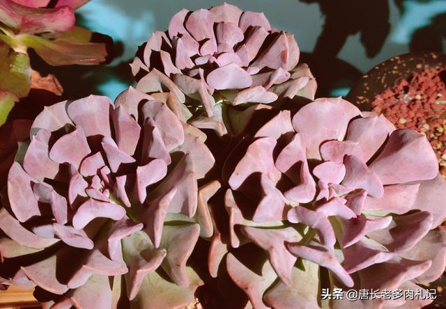 多肉雪精灵好度夏吗，有肉友分不清草莓冰和雪精灵这两种多肉